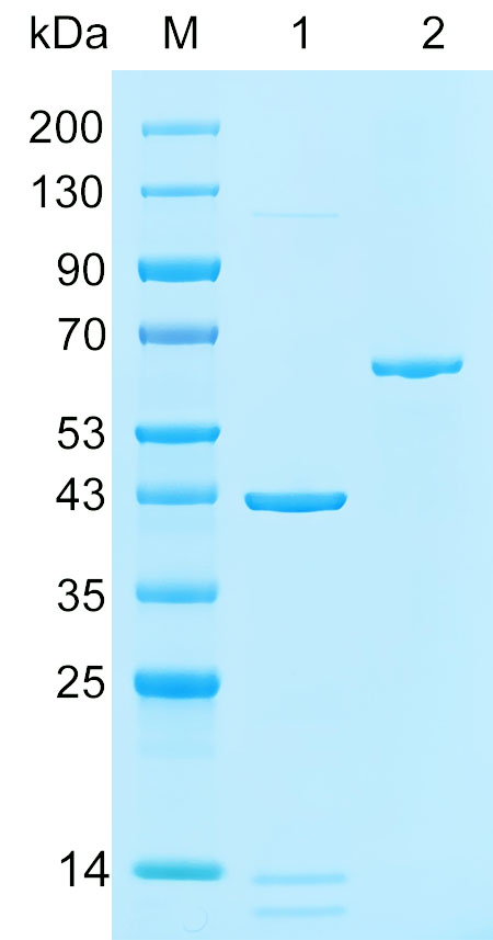 Recombinant TPR protein (His tag) SDS-PAGE