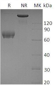 Human CD274/B7H1/PDCD1L1/PDCD1LG1/PDL1 (Fc tag) recombinant protein