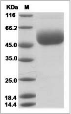Mouse CD160 Protein (Fc Tag)