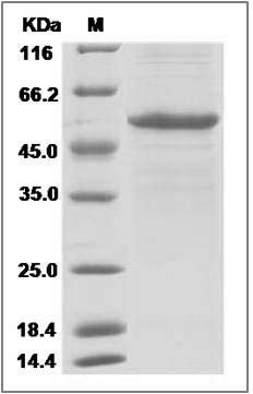 Human NNT1 / CLCF1 / CLC Protein (Fc Tag) SDS-PAGE