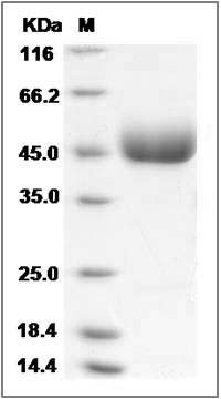 Human LRG1 Protein SDS-PAGE