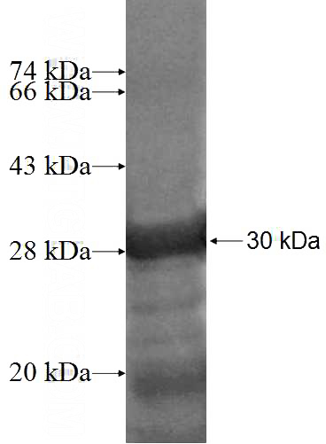 Recombinant Human NGRN SDS-PAGE
