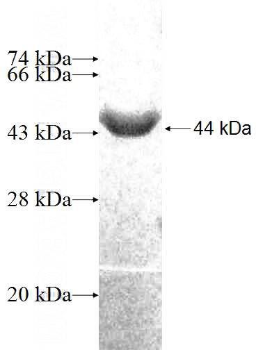 Recombinant Human PSMD7 SDS-PAGE