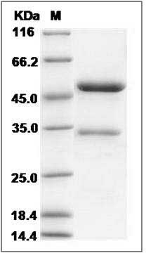 Cynomolgus / Human TNFSF12 Protein (Fc Tag) SDS-PAGE