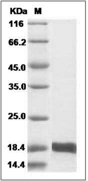 Feline IL10 / Interleukin-10 Protein SDS-PAGE