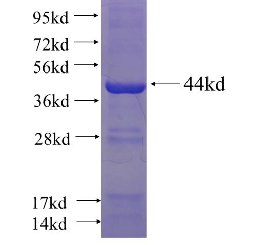 Recombinant human ISYNA1 SDS-PAGE