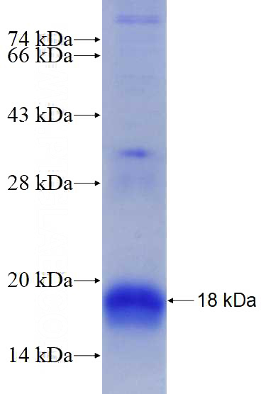 Recombinant Human POLE4 SDS-PAGE