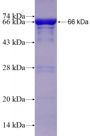 Recombinant Human HELLS SDS-PAGE