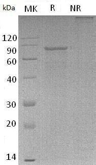 Human CLEC4E/CLECSF9/MINCLE/UNQ218 (Fc tag) recombinant protein