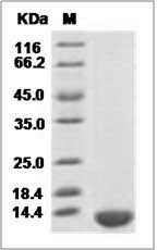 Cynomolgus / Rhesus NAP-2 / PPBP / CXCL7 Protein (His Tag)