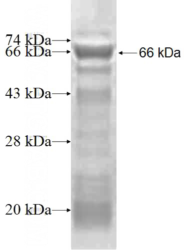 Recombinant Human SCOT SDS-PAGE