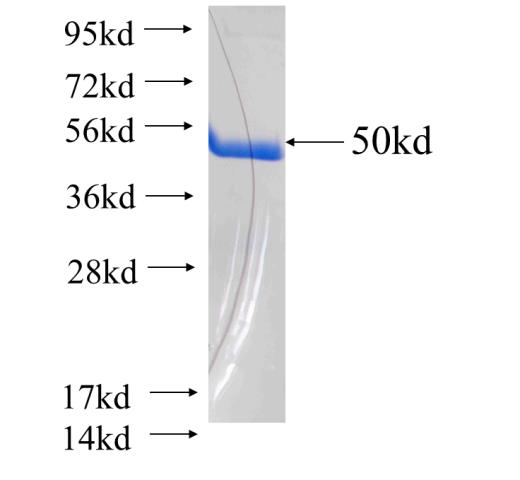 Recombinant human TIA1 SDS-PAGE
