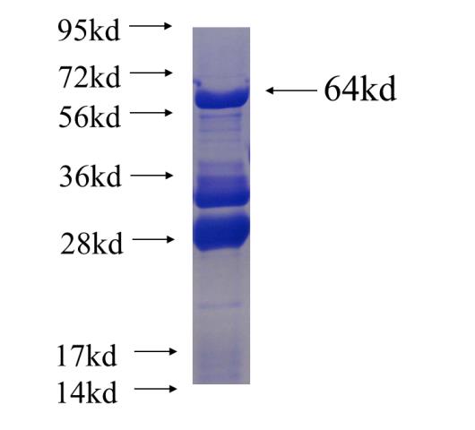 Recombinant human MPP1 SDS-PAGE