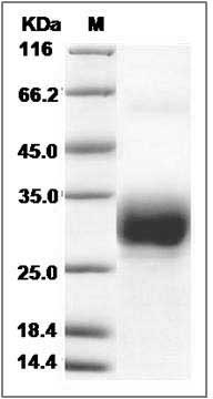 Mouse CREG / CREG1 Protein (His Tag) SDS-PAGE