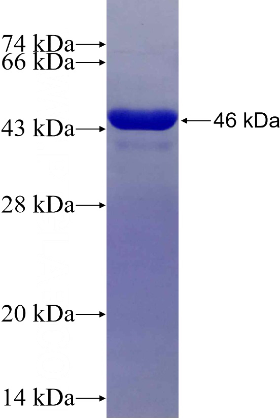 Recombinant Human RNF128 SDS-PAGE