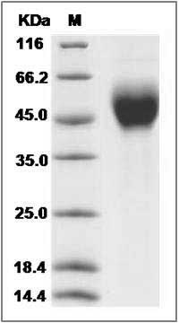 Cynomolgus FGFR1 / CD331 Protein (His Tag) SDS-PAGE