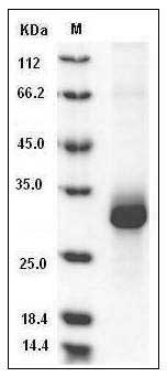Mouse Adiponectin / Acrp30 / ADIPOQ Protein (His Tag) SDS-PAGE