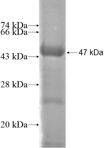 Recombinant Human TADA1L SDS-PAGE