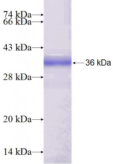 Recombinant Human SLC25A3 SDS-PAGE