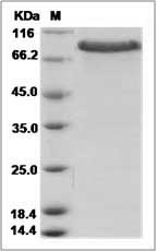 Mouse CRELD1 Protein (Fc Tag)