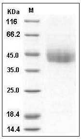 Mouse CD226 / DNAM-1 Protein (His Tag) SDS-PAGE