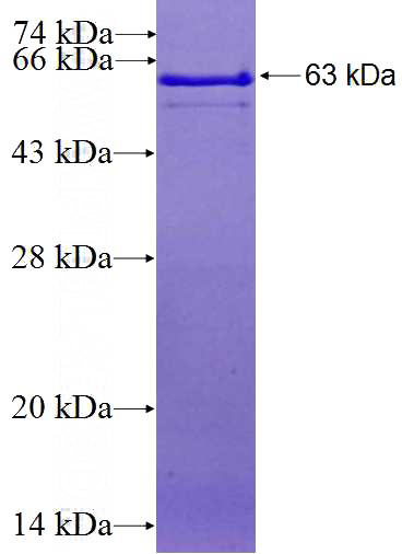 Recombinant Human CUL5 SDS-PAGE
