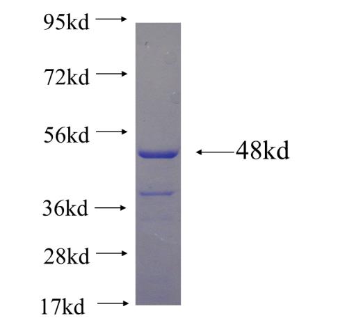 Recombinant human ACTA2 SDS-PAGE