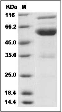 Danio rerio (zebrafish) EFNB2A / Ephrin B2a Protein (Fc Tag) SDS-PAGE