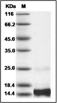 Human CXCL14 / BRAK Protein SDS-PAGE