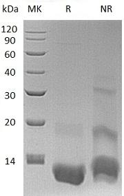 Human CXCL3/GRO3/GROG/SCYB3 (His tag) recombinant protein