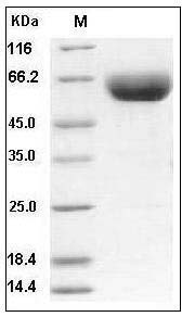 Human CD147 / EMMPRIN / Basigin Protein (Fc Tag) SDS-PAGE