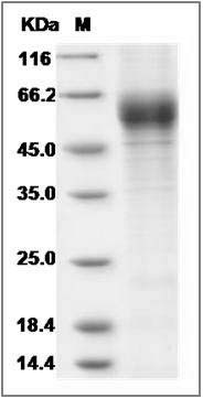 Cynomolgus IL18RAP Protein (His Tag) SDS-PAGE