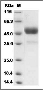 Human TETHERIN / BST2 / CD317 Protein (Fc Tag) SDS-PAGE