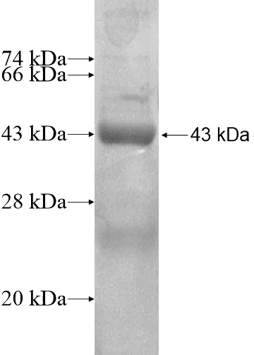 Recombinant Human CYP2F1 SDS-PAGE