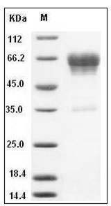 Mouse CD99L2 / MIC2L1 Protein (Fc Tag) SDS-PAGE