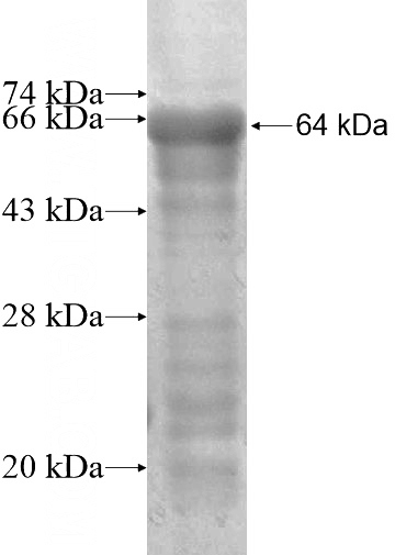 Recombinant Human ZNF23 SDS-PAGE