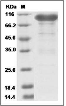 Cynomolgus Neuropilin-1 / NRP1 Protein (Fc Tag) SDS-PAGE