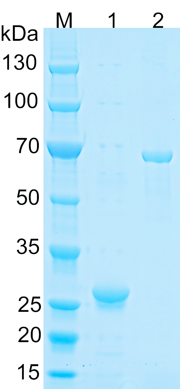 Recombinant human RICTOR SDS-PAGE