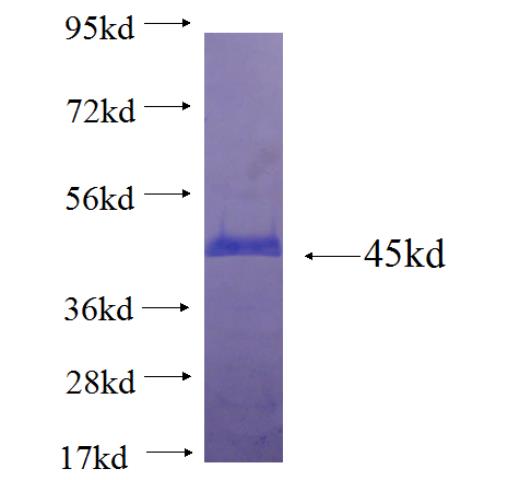 Recombinant human PTPN11 SDS-PAGE