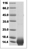 Human HSPE1 Protein 15519