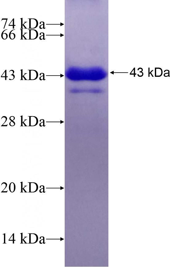 Recombinant Human PURA SDS-PAGE