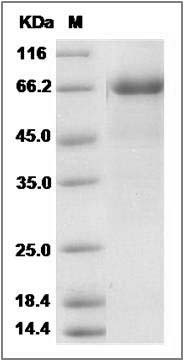 Cynomolgus Osteoprotegerin / TNFRSF11B Protein (Fc Tag) SDS-PAGE