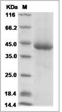 Human KIR3DL3 / CD158z Protein (His Tag)