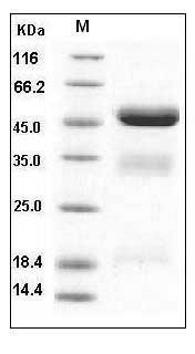 Human Urokinase / PLAU Protein (His Tag) SDS-PAGE