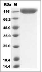 Cynomolgus DPP4 / CD26 Protein (His Tag)