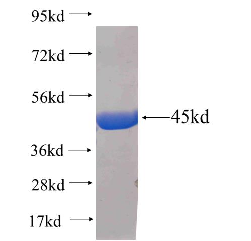Recombinant human GK SDS-PAGE