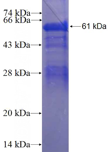 Recombinant Human SAMHD1 SDS-PAGE