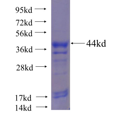 Recombinant human NFATC1 SDS-PAGE