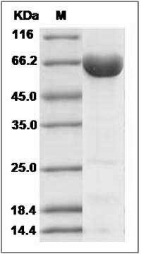 Human ALOX15B / 15 Lipoxygenase 2 Protein SDS-PAGE