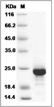 Human IL11 / Interleukin 11 / IL-11 Protein SDS-PAGE